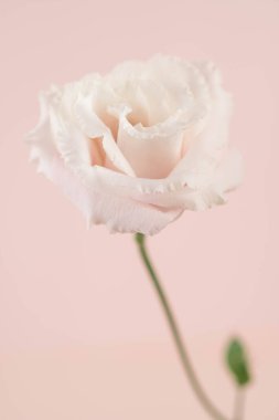 Beauty Eustoma flower, chinese rose