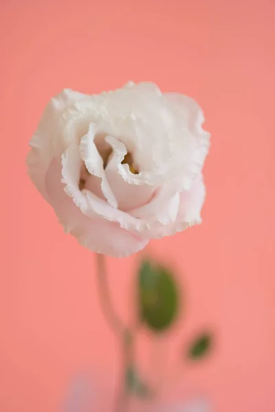 Beauty Eustoma flower, chinese rose — ストック写真