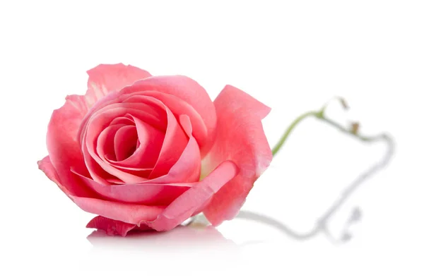 Schöne einzelne rosa Rose liegend auf weißem Hintergrund — Stockfoto