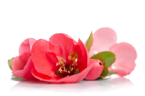 Hermosas flores de coral con brotes sobre fondo blanco — Foto de Stock