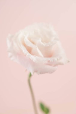 Beauty Eustoma flower, chinese rose