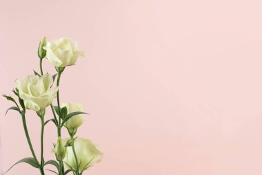 Beauty Eustoma flower, chinese rose