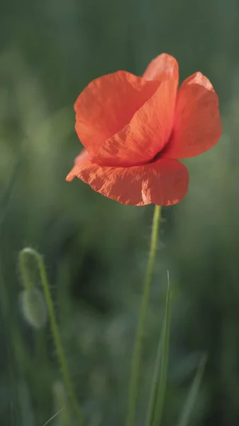 Papoula vermelha no prado da primavera — Fotografia de Stock