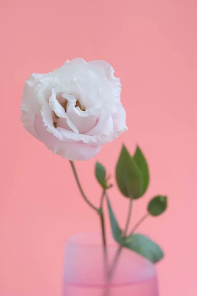 Bellissimo Fiore Eustoma Bianco Vaso Vetro — Foto Stock