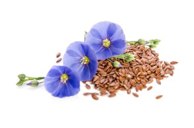 Beyaz arka plan üzerinde izole tohumları ile keten güzel çiçekler