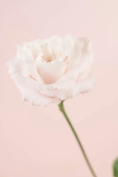 Beauty Eustoma Flower Chinese Rose — ストック写真