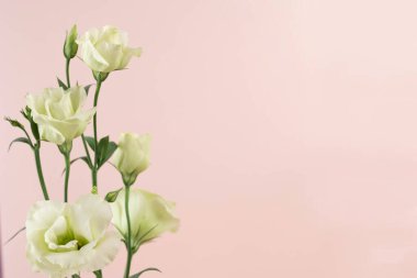 Beauty Eustoma flower, chinese rose