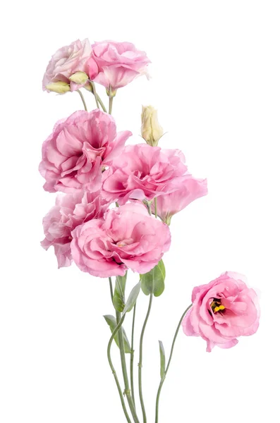 Bos Van Roze Eustoma Bloemen Geïsoleerd Wit — Stockfoto