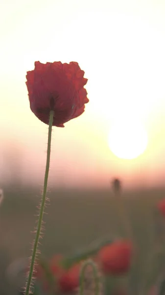 日出时长着红色的罂粟芽 自然界中美丽的红色罂粟花 — 图库照片