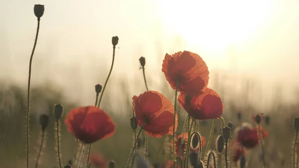 春天的草地 日出时长着红色的罂粟 美丽的自然春天背景 — 图库照片