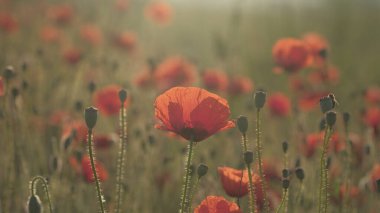 Gün doğumunda kırmızı gelincikli bahar çayırı. Güzel doğal bahar arkaplanı