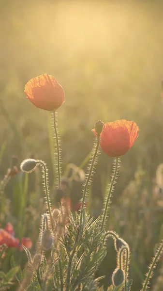 Весенний Луг Красными Маками Рассвете Естественный Весенний Фон — стоковое фото