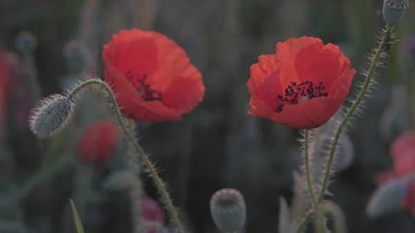 Spring Meadow Red Poppies Sunrise Beautiful Natural Spring Background — Stock Photo, Image