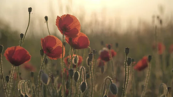 Frühlingswiese Mit Roten Mohnblumen Bei Sonnenaufgang Schöne Natürliche Frühling Hintergrund — Stockfoto