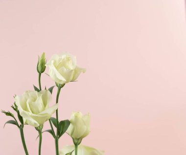 Beauty Eustoma flower, chinese rose