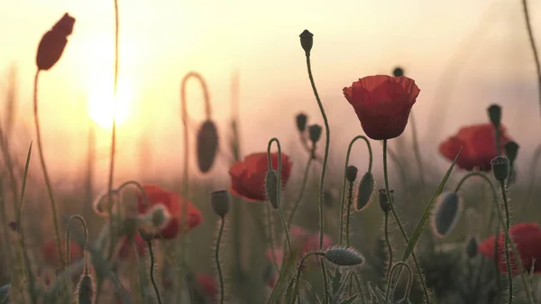 Frühlingswiese Mit Roten Mohnblumen Bei Sonnenaufgang Schöne Natürliche Frühling Hintergrund — Stockfoto