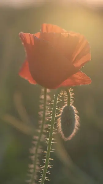 Bud Papoula Vermelha Nascer Sol Bela Flor Papoula Vermelha Natureza — Fotografia de Stock