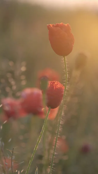 Prato Primaverile Con Papaveri Rossi All Alba Bellissimo Sfondo Naturale — Foto Stock