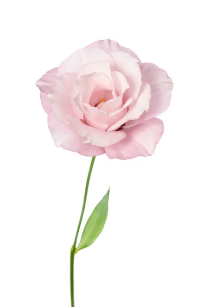 Красива Квітка Еустоми Ізольована Білому Тлі — стокове фото