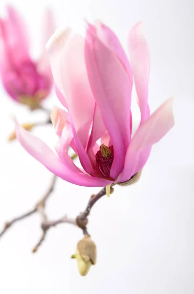 Mooie Delicate Paarse Magnolia Close Geïsoleerd Witte Achtergrond — Stockfoto