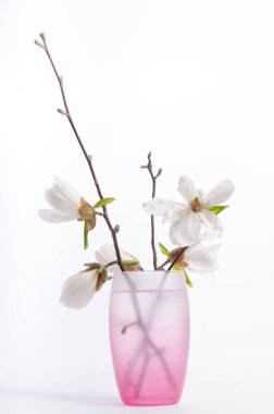 Beyaz arka planda izole edilmiş pembe cam vazodaki güzel beyaz manolya.