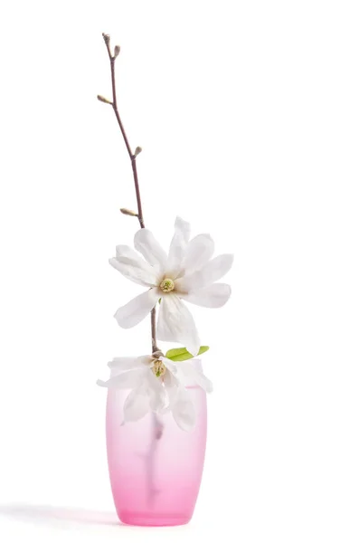 Mooie Delicate Witte Magnolia Roze Glazen Vaas Geïsoleerd Witte Achtergrond — Stockfoto