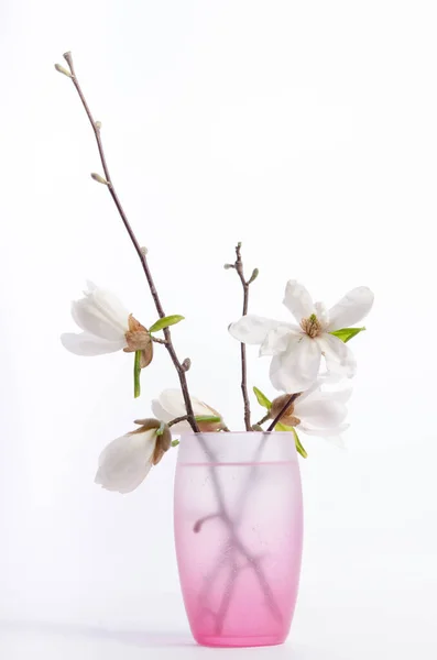 Piękna Delikatna Biała Magnolia Różowym Szklanym Wazonie Izolowana Białym Tle — Zdjęcie stockowe