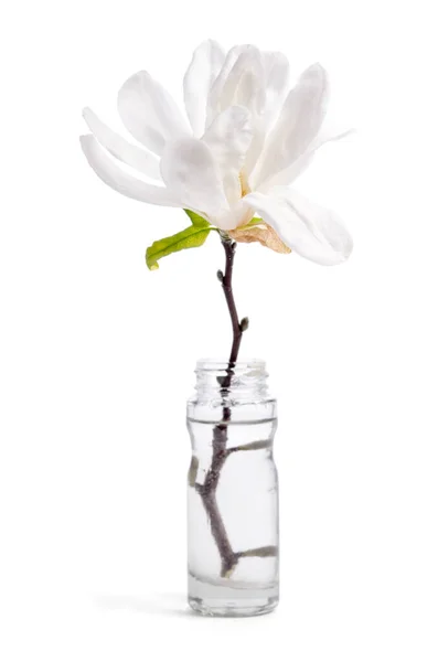 Beautiful Delicate White Magnolia Glass Bottle Isolated White Background — Stock Photo, Image