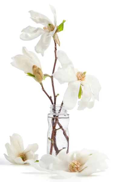 Beautiful Delicate White Magnolia Glass Bottle Isolated White Background — Stock Photo, Image