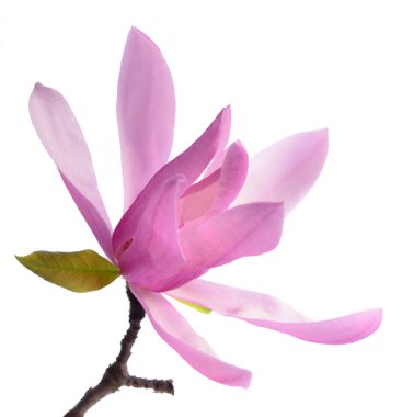 Güzel, narin, mor bir manolya. Beyaz arkaplanda izole edilmiş.