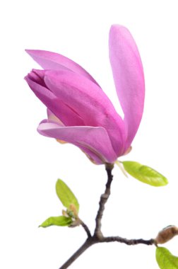 Güzel, narin, mor bir manolya. Beyaz arkaplanda izole edilmiş.