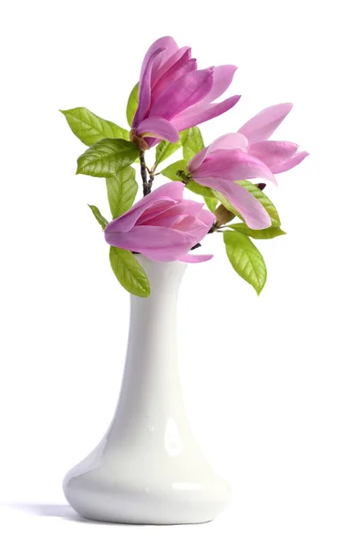 Beau Magnolia Violet Tendre Gros Plan Dans Vase Céramique Sur — Photo