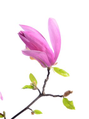 Güzel, narin, mor bir manolya. Beyaz arkaplanda izole edilmiş.