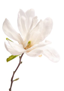 Beyaz arka planda çiğ damlaları olan güzel beyaz manolya.