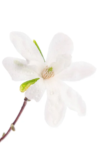 Krásné Jemné Bílé Magnólie Rosou Kapky Zblízka Izolované Bílém Pozadí — Stock fotografie