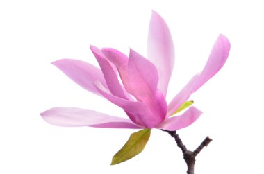 Güzel, narin, mor bir manolya. Beyaz arkaplanda izole edilmiş.