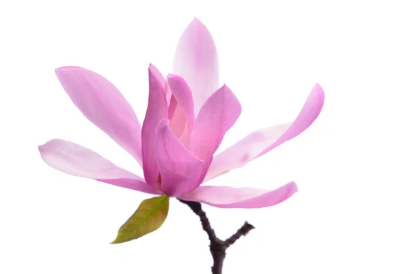 Mooie Delicate Paarse Magnolia Close Geïsoleerd Witte Achtergrond — Stockfoto