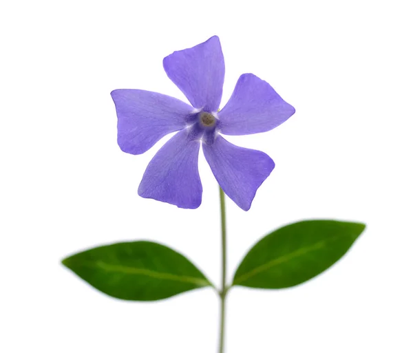 Belle Pervenche Fleur Bleue Isolée Sur Fond Blanc — Photo