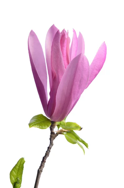 Mooie Delicate Paarse Magnolia Close Geïsoleerd Witte Achtergrond — Stockfoto