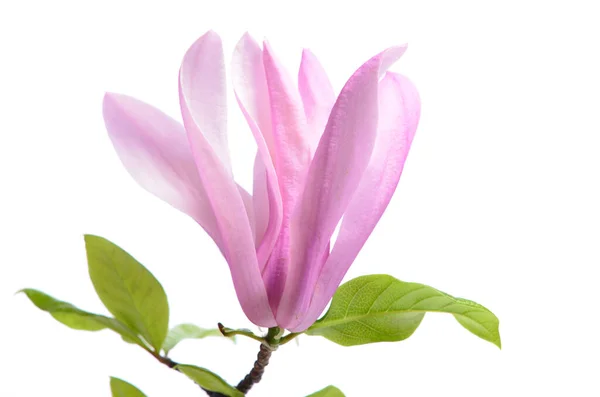 Magnolia Violet Délicat Beau Gros Plan Isolé Sur Fond Blanc — Photo