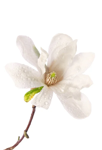 Krásné Jemné Bílé Magnólie Rosou Kapky Zblízka Izolované Bílém Pozadí — Stock fotografie