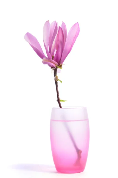 Beautiful Tender Purple Magnolia Closeup Vase White Background — Stock Photo, Image