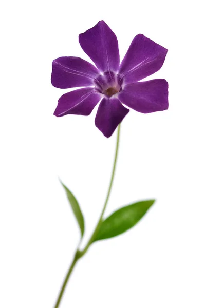 Hermosa Flor Periwinkle Púrpura Delicada Sobre Fondo Blanco —  Fotos de Stock