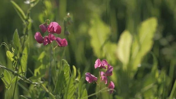 Piękne Purpurowe Dzikie Kwiaty Wiosennej Łące Zamknąć Naturalne Wiosenne Tło — Zdjęcie stockowe