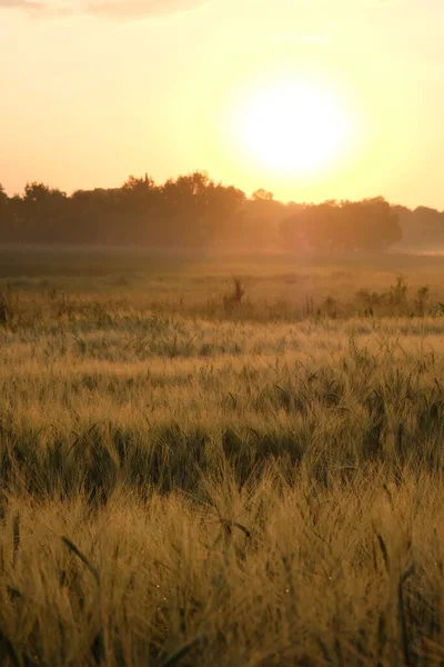 小麦畑の夜明け日の出の美しい風景 — ストック写真