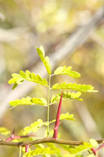 Schöne Herbstliche Gelbe Blätter Von Akazien Akazienzweig Mit Blättern Und — Stockfoto