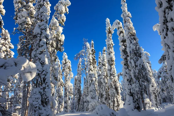 Bonés de neve em árvores no Parque Nacional de Oulanka . — Fotografia de Stock