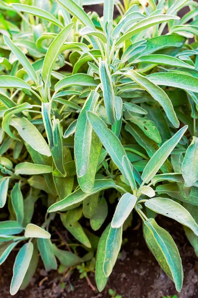 Growing garden sage