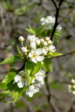 Armut çiçeği erken Bahar