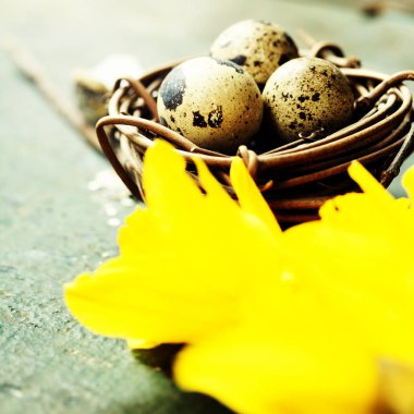 Lale, renkli yumurta ve yuva Paskalya kompozisyonu